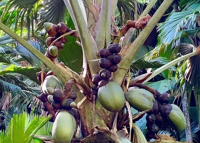 Creole Breeze Self Catering Anse Boileau